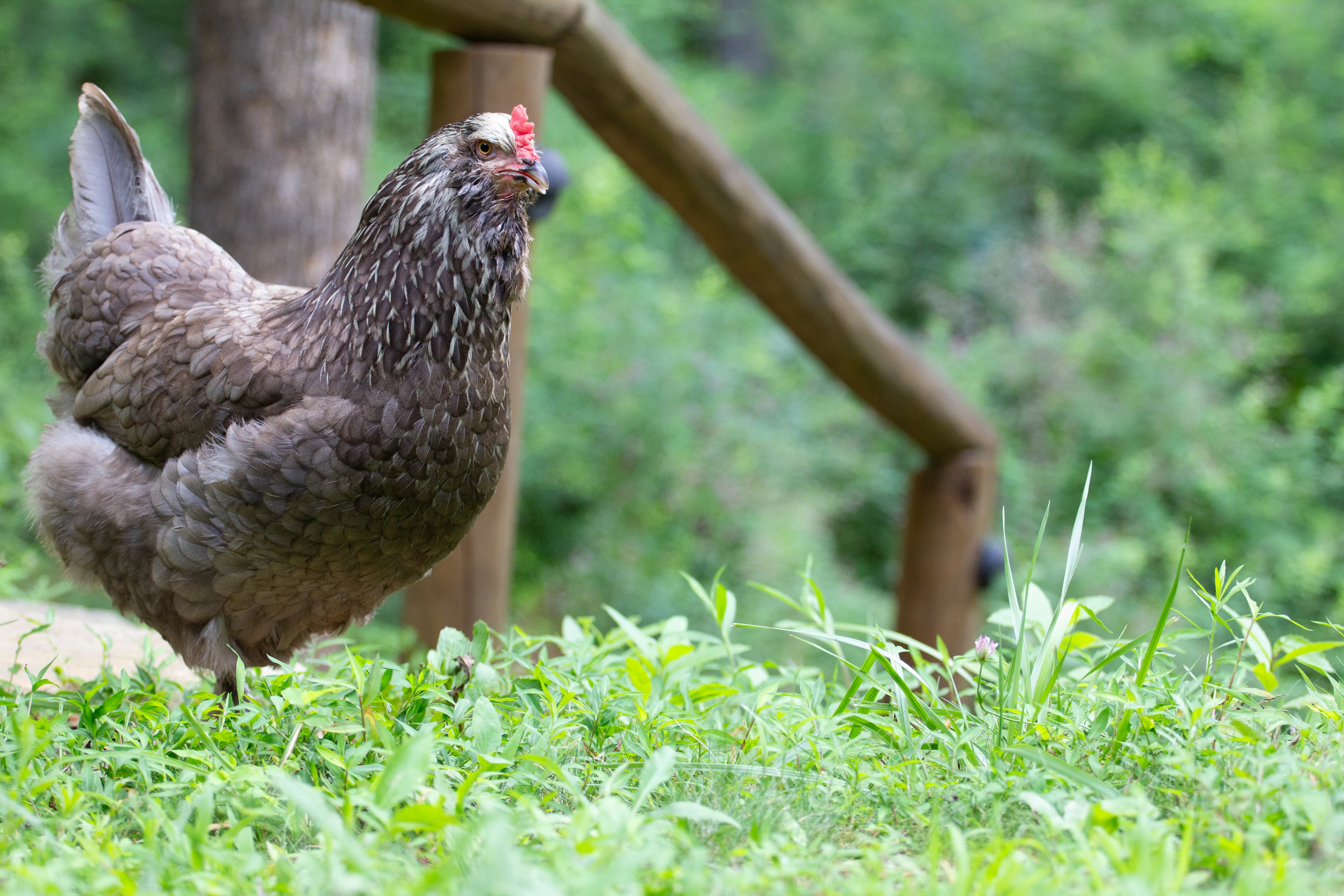 Etta's chickens